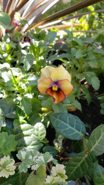 お庭の花に、虫退治の薬剤を使わず小さなお子様やペットにも安心